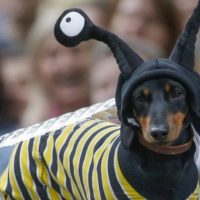 Los perros salchicha se toman las calles de París