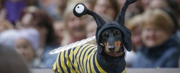 Los perros salchicha se toman las calles de París