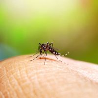Pelao Rodrigo chato de los zancudos
