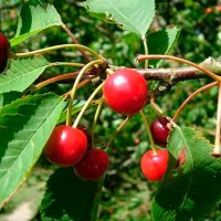 Cultura natural: Cacha los consejos del experto en cerezas