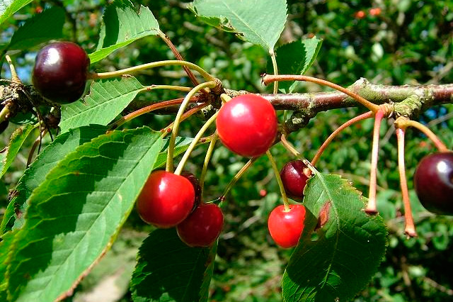 Cultura natural: Cacha los consejos del experto en cerezas