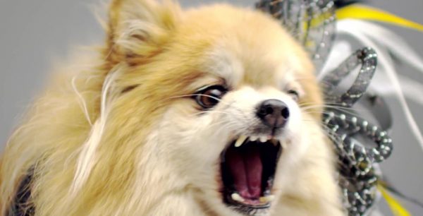 ¿Confirmas esta teoría? Tener mascota te da tanta felicidad como cuando te casas