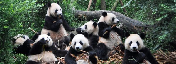 Zoológico inicia campaña para traer un panda gigante a Chile
