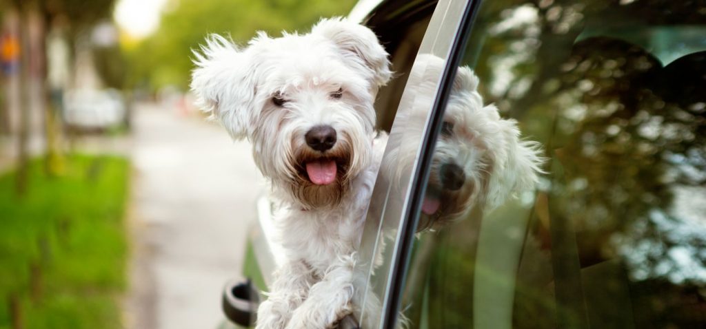 ¿Cuál es el condoro más grande que se ha mandado tu perro?