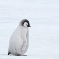 Curioso primer encuentro entre pingüinos y un gatito