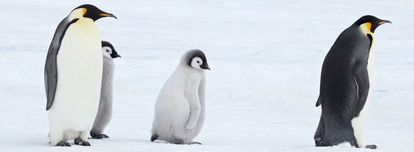 Curioso primer encuentro entre pingüinos y un gatito