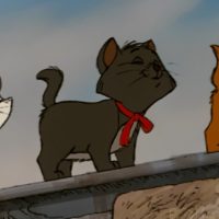 Presentador muestra en vivo a los gatitos nacidos en estudio de televisión turco