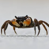 Influencer muere tras comer “cangrejo del diablo” en Filipinas