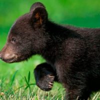 Video viral: oso quedó atrapado en la cima de un poste eléctrico