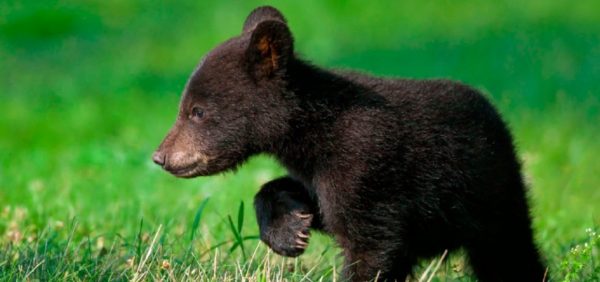 Video viral: oso quedó atrapado en la cima de un poste eléctrico