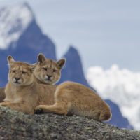 Vecinos de Maullín registran a pumas cazando durante el día