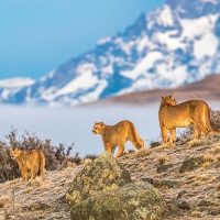 Agricultor argentino se topa con un puma bebé en pleno campo