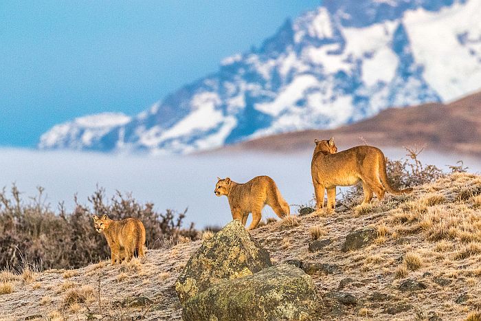 Agricultor argentino se topa con un puma bebé en pleno campo