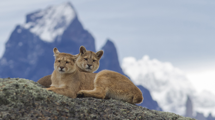 Vecinos de Maullín registran a pumas cazando durante el día