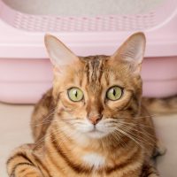 Decretan arresto domiciliario para gato en Francia