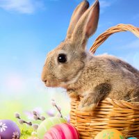 ¿Pasó el Conejito por tu casa?