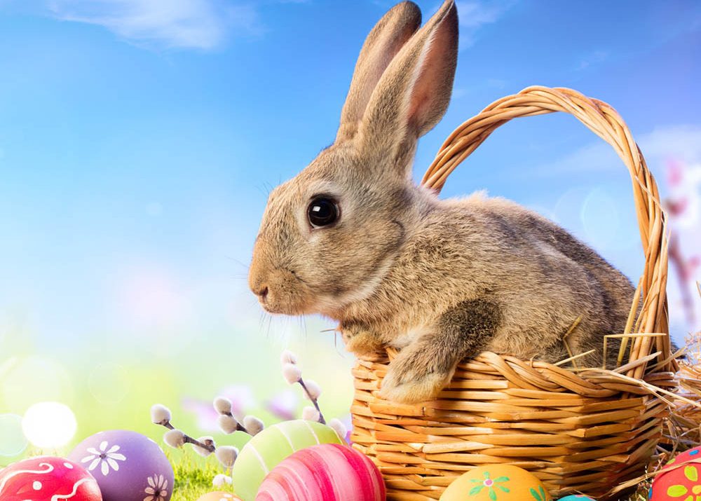 ¿Pasó el Conejito por tu casa?