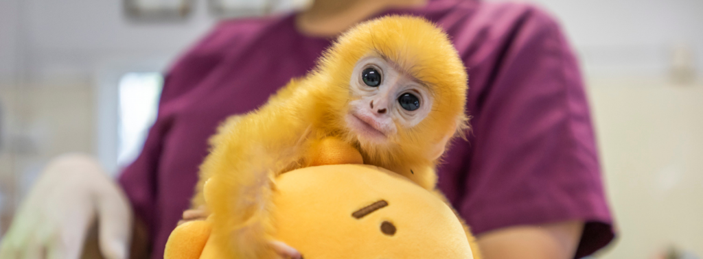 ¡Dan ganas de abrazarlo! Monito bebé es rescatado tras ser abandonado por su familia