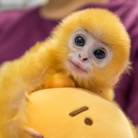 ¡Dan ganas de abrazarlo! Monito bebé es rescatado tras ser abandonado por su familia