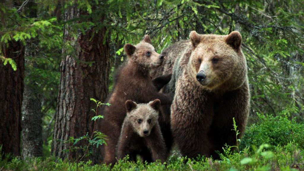 ¡¡Carne de oso!! La nueva adicción de los japoneses