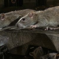 Batalla por un bagel: dos ratas protagonizan pelea en el metro de Nueva York