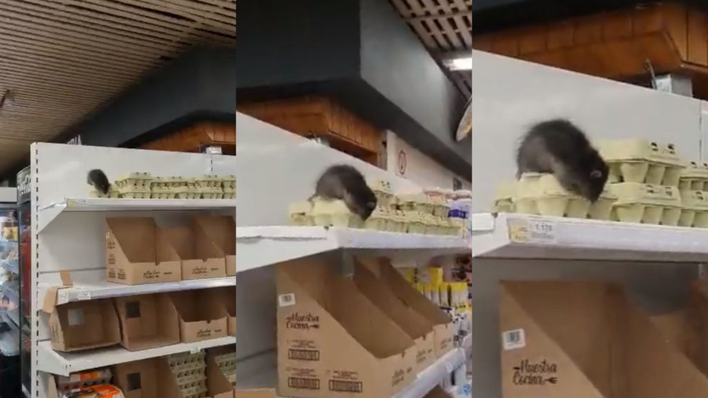 Me pareció ver un lindo ratoncito… Guarén hizo de las suyas en supermercado chileno