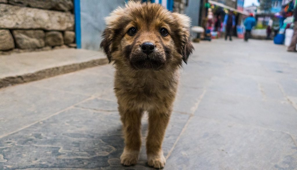 Miau: Este jueves 27 de julio se conmemora el día del perro callejero