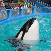 Muere Lolita, la Querida Orca del Miami Seaquarium que Iba a Ser Liberada en el Océano