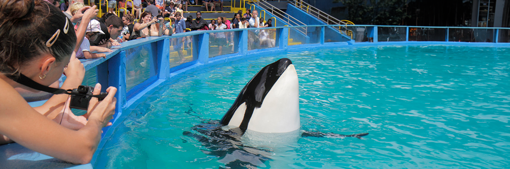 Muere Lolita, la Querida Orca del Miami Seaquarium que Iba a Ser Liberada en el Océano