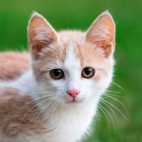 Gatito aprendió a la mala lo que provoca la cebolla picada