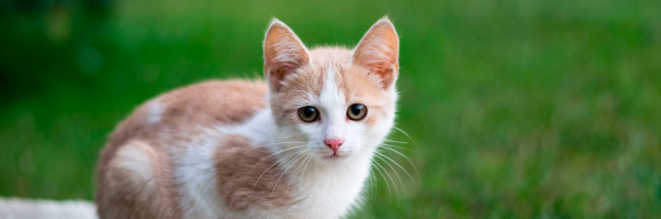 Gatito aprendió a la mala lo que provoca la cebolla picada