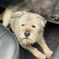 ¡Increíble Odisea Canina! Lucky, la perrita intrépida, recorre 163 kilómetros en busca de sus dueños en una épica travesía