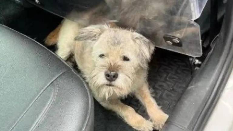 ¡Increíble Odisea Canina! Lucky, la perrita intrépida, recorre 163 kilómetros en busca de sus dueños en una épica travesía