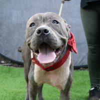 Un Acto Desgarrador de Amor: Dueño Abandona a su Perro para Garantizarle un Mejor Futuro