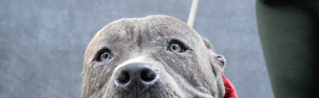 Un Acto Desgarrador de Amor: Dueño Abandona a su Perro para Garantizarle un Mejor Futuro