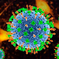 ¡Clausuren Talca! "Nipah" es la potencial pandemia que preocupa a la OMS