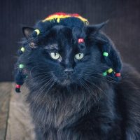 Gatos Veganos: la Sorprendente Revolución de las Dietas Felinas Sin Carne