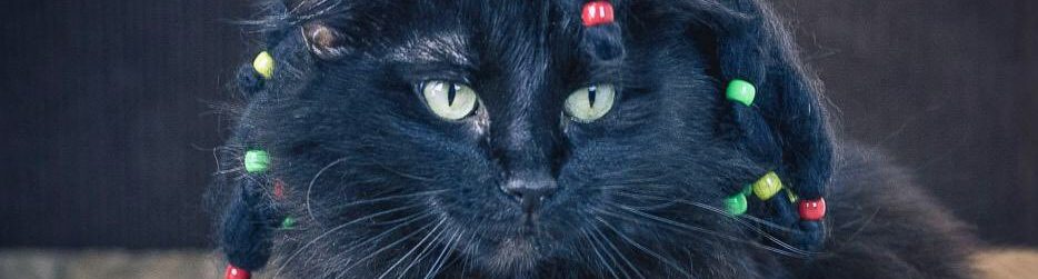 Gatos Veganos: la Sorprendente Revolución de las Dietas Felinas Sin Carne