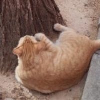 Gato perdido se vuelve viral: fue captado mirando su cartel de "se busca" en un árbol