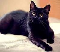 ¿Son los gatos negros realmente portadores de desgracia? ¡Descubre sus secretos!