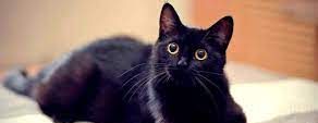 ¿Son los gatos negros realmente portadores de desgracia? ¡Descubre sus secretos!