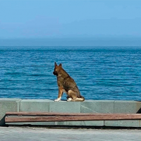 El perro que esperó 12 años a su dueño tendrá una estatua en su honor
