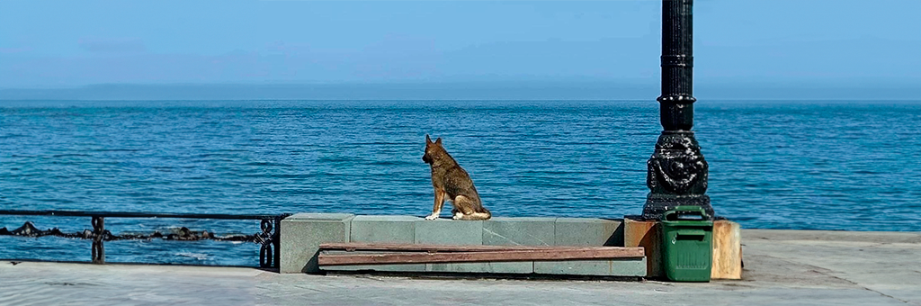 El perro que esperó 12 años a su dueño tendrá una estatua en su honor