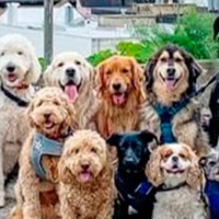 Paseador de perritos gringo captura tremendas postales