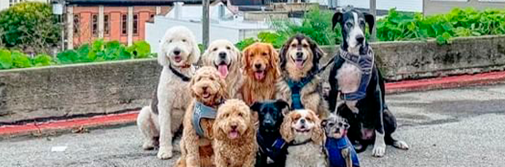 Paseador de perritos gringo captura tremendas postales