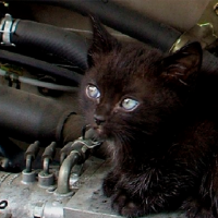 Michi sobrevivió una hora dentro del motor de un auto