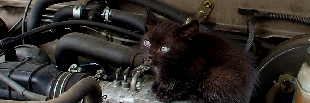 Michi sobrevivió una hora dentro del motor de un auto