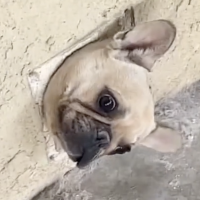 ¡Increíble escena! Bulldog francés queda atrapado en una pared y su reacción se vuelve viral