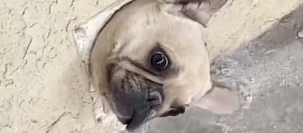 ¡Increíble escena! Bulldog francés queda atrapado en una pared y su reacción se vuelve viral