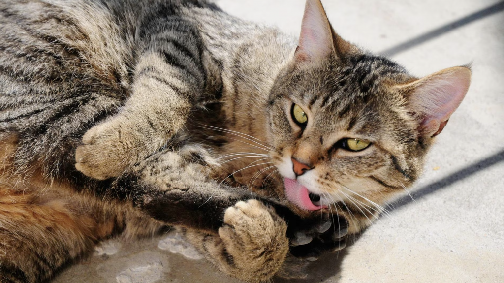 Gata logra Record Guinness por el ronroneo más fuerte emitido por un felino doméstico